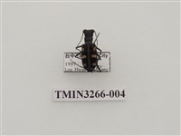 藏品(八星虎甲蟲)的圖片